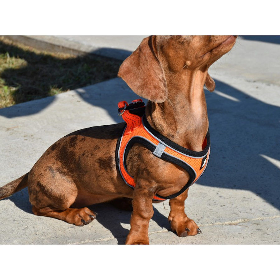 Nayeco X-TRM Neo Naranja arn&eacute;s para perros, , large Imagen numero 3
